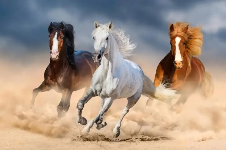 Wild Horse Canvas Wall Art – Majestic Running Stallion Poster Print